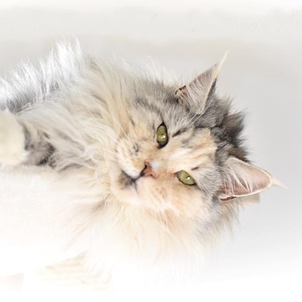 Black silver torbie & blanc