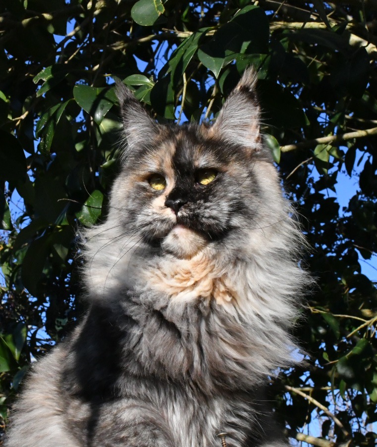 UMIKO du Secret d'Acadia